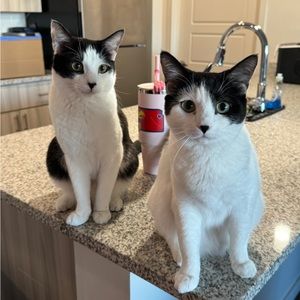 Meet your Posher, Molly